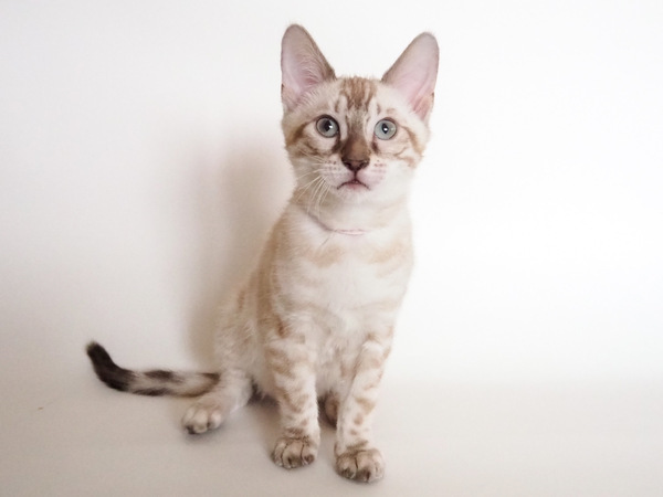 サーバルキャット　毛皮 サーバルキャット 毛皮 サーバルキャット 毛皮