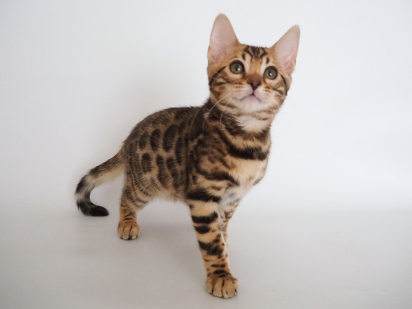 63C4F5EF-CFA0-45CF-8D14-0EF1DF13EBD8_コピー