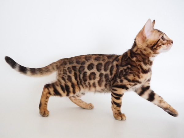 D7E90640-5DAD-49E7-97A1-DCD84368D31B_コピー