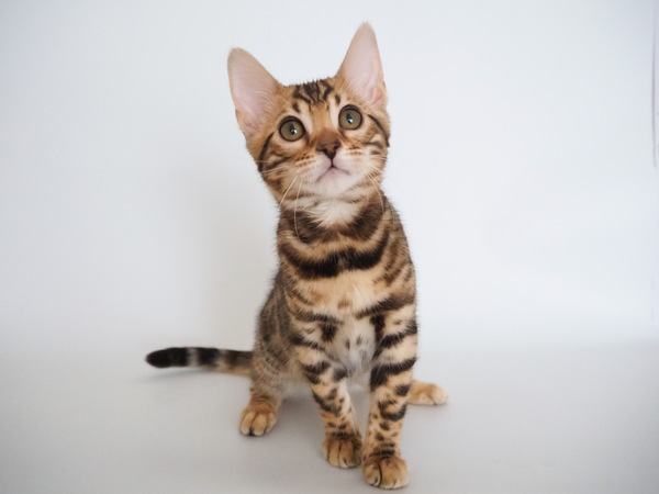 F421DBFB-4841-4135-BC0E-888208A62DFD_コピー