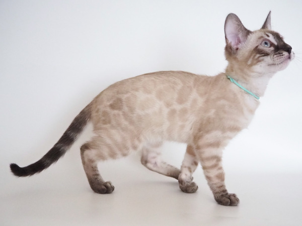 3A3178CB-91CA-4D7C-B221-B2B806612CDC_コピー