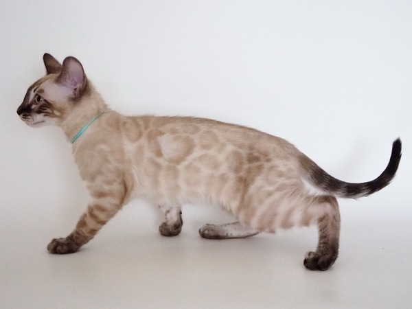 3C89899B-CCAA-4271-9658-BCEC4EF86436_コピー