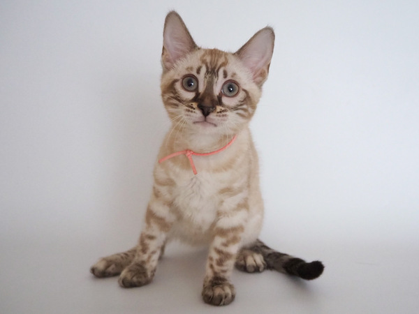 1B22A827-41ED-438E-BE2A-03C287A9ED26_コピー