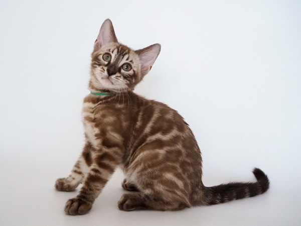 A7E96FAE-B77F-444E-8C24-9E681E1C16ED_コピー