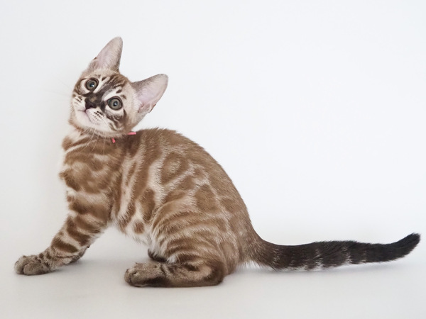 F29F4AA5-0D91-4064-A5C8-8C5539CB30C2_コピー