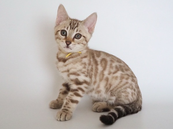 BEAA07F8-0E83-4CB0-B91A-4C1E5FD43FCD_コピー