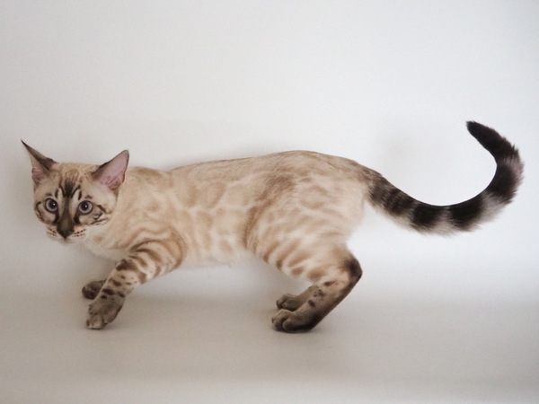 29E86A68-942F-4133-9E32-F4FB5E00AC80_コピー