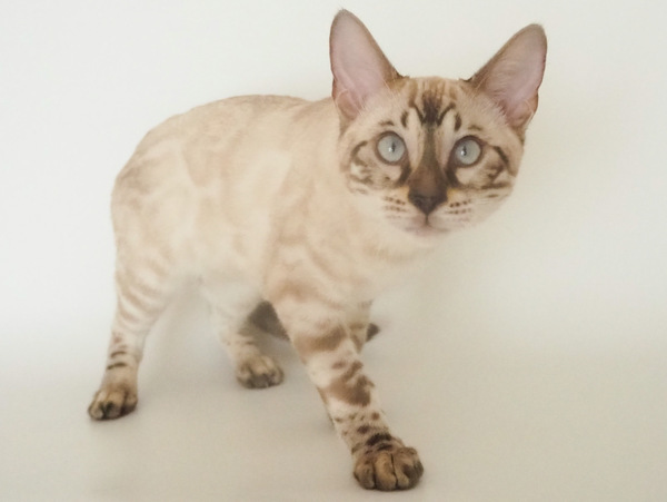 77BA11DB-C7B3-4F31-B213-025E65DCB06B_コピー